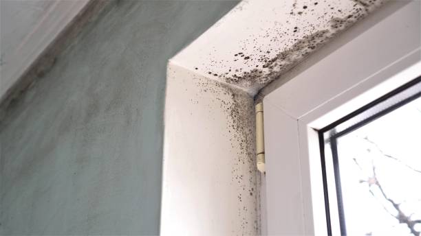 Best Toxic Mold Removal  in Buffalo, SC