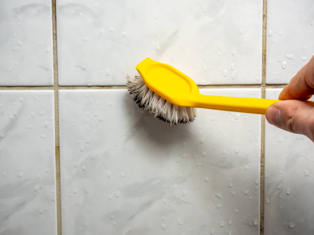 Reliable Buffalo, SC Mold Removal Solutions
