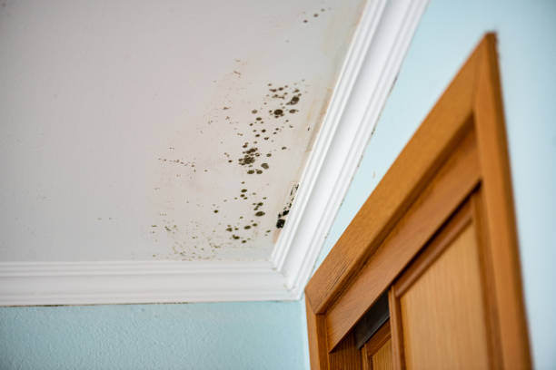Best Residential Mold Removal  in Buffalo, SC