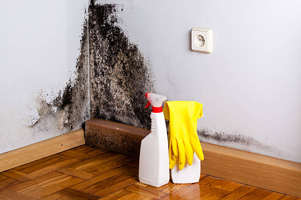 Best Commercial Mold Removal  in Buffalo, SC