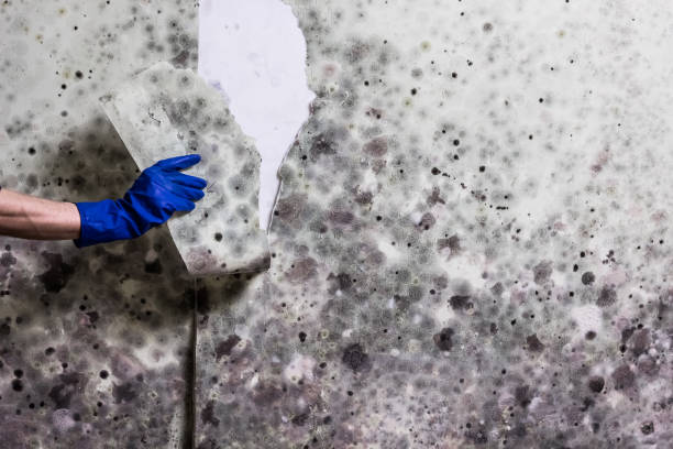 Best Mold Testing  in Buffalo, SC
