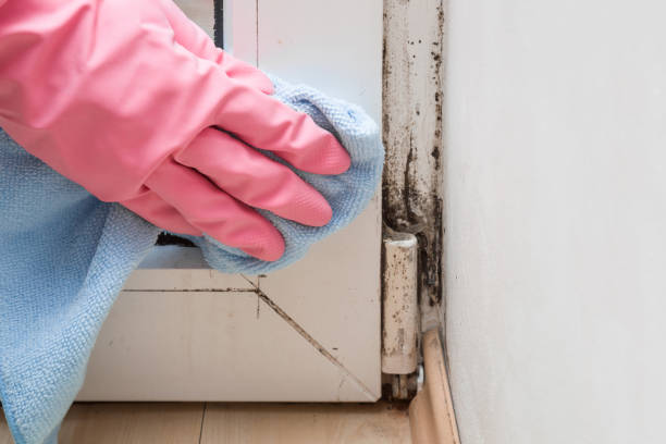 Attic Mold Removal in Buffalo, SC